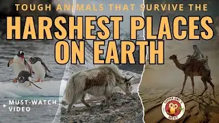 The Ultimate Survivors: Animals That Conquer Earth’s Harshest Environments 🌎🔥❄️