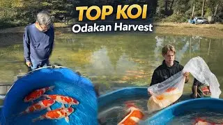 Odakan Harvest met ABSOLUTE TOP Koi