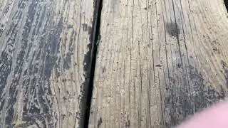 asmr phone tapping outside while it thunders (no talking)