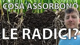 Cosa assorbono le radici delle nostre piante