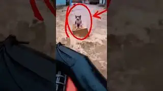 Heroic Flood Rescue: Saving Stranded Cats😺🐾#shorts #animals #cat