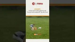 Her&oacute;i do dia! 🐈 Um garotinho viralizou ao salvar o gato da fam&iacute;lia de um 