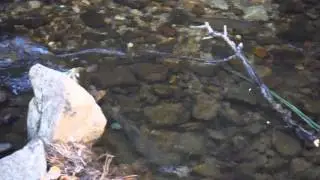 a few monster brown trout in upper robinson creek.