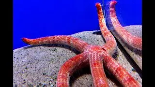 オオアカヒトデ　Leach's sea star　Leiaster leachi