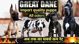 🔥 Great Dane Puppies for Sale in India 2025 | Pure Breed | Best Price & Delivery Available 🐶
