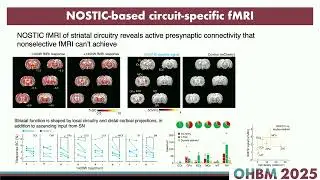 OHBM 2025 | Symposium | Nan Li | Dissect brain functional connectivity using hemogenetic fMRI