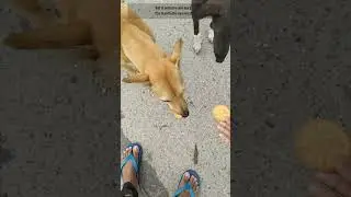 #helpdogs #helpingpoorpeoples #helpline #sadsong