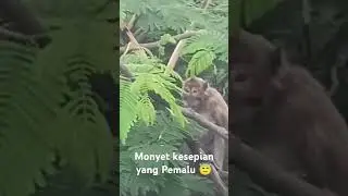 Kang_Djimin : Ketemu Monyet Merapi yang Pemalu #fypシ゚viral#wildlife #merapi2025