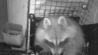 360 Wildlife Control's superior raccoon removal method