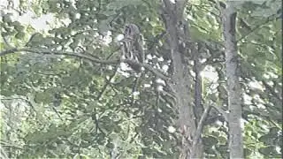 plums - fine madeline (slowed/reverbed)