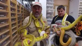 Giant Colorful Snakes - CrittaCam