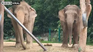 Animal World Episode 75 | Amazing Daily Life of Smart and Cute Elephants in The Zoo
