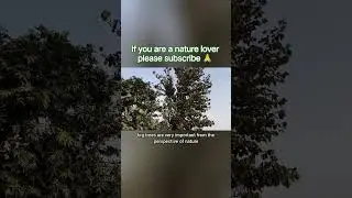 don't cut trees in industrial area 😔🙏🌳#tree #shortsindia #industrial #trending
