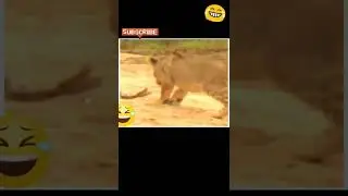 Animal thug life | Animals thug life compilation #funnyvideo #shorts