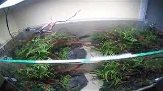 ADA 120-P, My Very First Aquascape