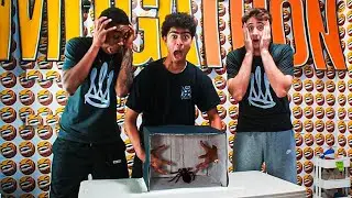 Can We Guess WHATS IN THE BOX?