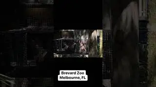 Brevard Zoo #brevardzoo #spacecoast #thingstodoinflorida #summer #summervibes