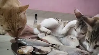 Cats Raw fish and cooking fish food feeding # Thangamgold #save animals #