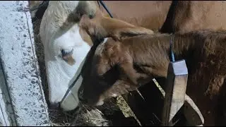 Live Cow & Calf 🐮 | Peaceful Farm Moments #animals #cows #farmer