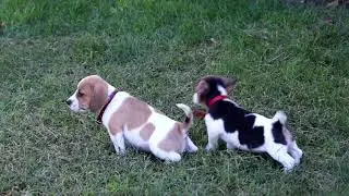 Jackabee Puppies for Sale