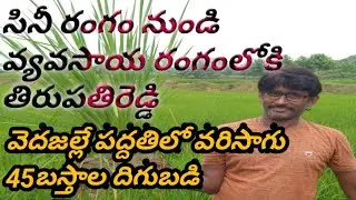 Yield of paddy 45bags without seeds in spraying|వెదజల్లే పద్దతిలో నాట్లు లేకుండానే వరి దిగుబడి.
