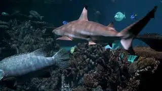 Most beautiful sea animals and Relaxing Music for Stress Relief.
