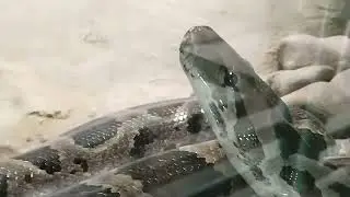 Lucknow zoo snakes house