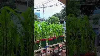 Drone DJI NEO Beralih Ke Mode Vertical #drone #dji #djineo #shotrs #video#trending
