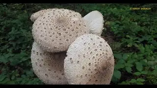 Гриб зонтик высокий Macrolepiota procera Химический состав Лечебные свойства