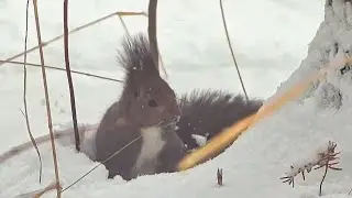 大雪の朝のエゾリスさん