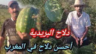 طريقة جني دلاح البريدية ضواحي مدينة مكناس أحسن دلاح في المغرب  التاجر هو المسؤول عن تربية الدلاح