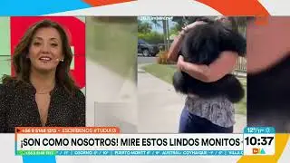 Director del Buin Zoo explica las conductas de los chimpancé y monos. Tu Día, Canal 13