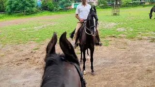 Mounted Police Horse Ride Today | Royal Horse Vlog 2025 #horses #horseriding #horseracing #police 