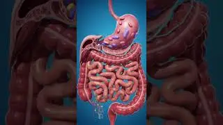 🇺🇸Food Digestion Process. Diagestive System 3d Animation. #usa #usashorts
