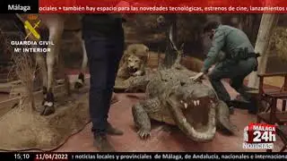 🔴Noticia - Encuentran la mayor colecci&oacute;n de animales disecados