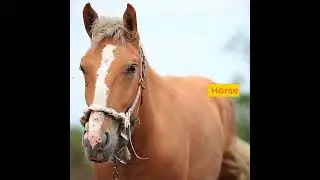 Let's Learn Animal Names Part 2 #shorts #english #animals
