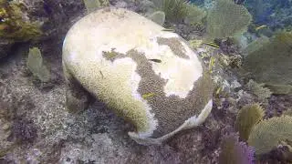 Stony Coral Tissue Loss Disease in The Bahamas