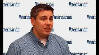 What Causes Seizures in Cats and Dogs?