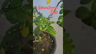 Chinese Pepper Plant 🌿 | Rare Spice Plant for Home Garden