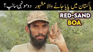 Famous 2 Head snake - Red sand boa documentary