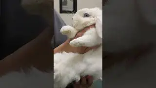 Bunny Vet Visit Be Like......