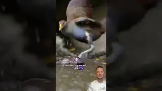 Знакомьтесь Утконос 😃