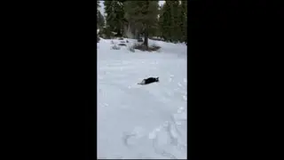 Adorable Corgi Enjoying Her First Time In Snow