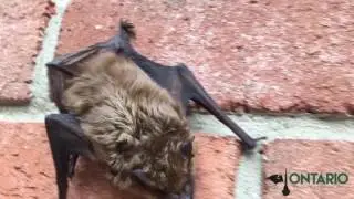 Signs You Need Bat Removal