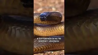 Il taipan dell'interno - Il serpente pi&ugrave; velenoso del mondo