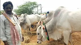 Bigsize 4teeth Ongole Bulls prices | Devarakadra oxen prices