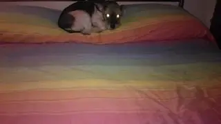 La cagnolina che ama rotolarsi sul letto