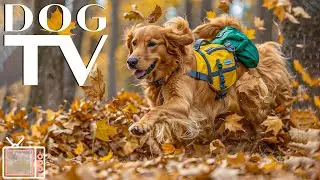 Dog TV Videos: Interactive Dog Video Experience with Anti Anxiety Music for Dogs & Virtual Dog Walk