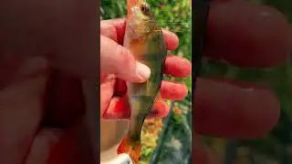 Back on the Bank: My First Day Pole Fishing