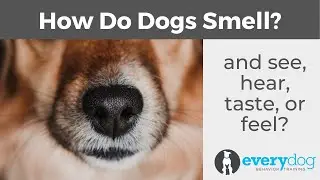 How Do Dogs Smell, See, Hear? Canine Senses...How Dogs Perceive the World